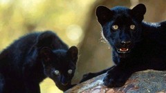 Animals wildlife baby animals panthers