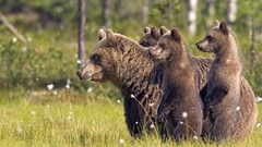 Animals wildlife Bears