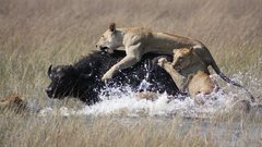 Animals wildlife buffalo Lions