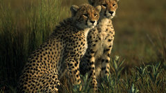 Animals wildlife cheetahs cubs