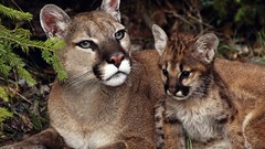 Animals wildlife cougars baby animals mountain lions