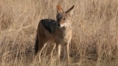 Animals wildlife coyote