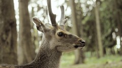 Animals wildlife deer