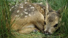 Animals wildlife deer fawn