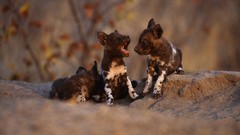 Animals wildlife Dogs national