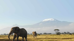 Animals wildlife elephants