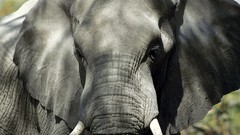 Animals wildlife elephants