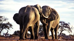 Animals wildlife elephants