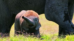 Animals wildlife elephants baby