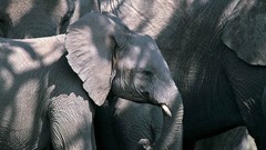 Animals wildlife elephants baby