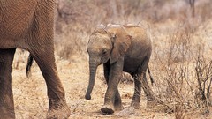 Animals wildlife elephants baby