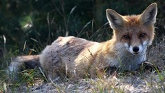 Animals wildlife foxes