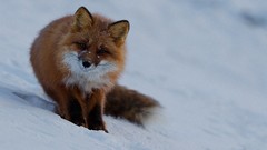Animals wildlife foxes