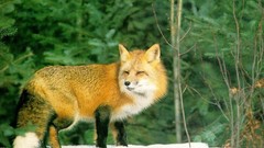 Animals wildlife foxes