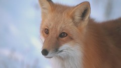 Animals wildlife foxes