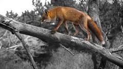 Animals wildlife foxes selective coloring