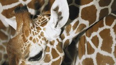 Animals wildlife Giraffes