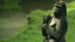 Animals wildlife gorillas