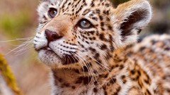 Animals wildlife jaguars baby animals