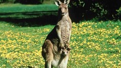 Animals wildlife kangaroos
