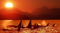 Animals wildlife killer whales