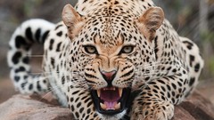 Animals wildlife Leopards