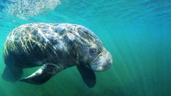 Animals wildlife manatee Mammals