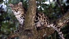 Animals wildlife Margay