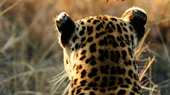 Animals wildlife panthers Leopards