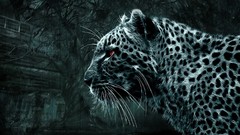 Animals wildlife Photo manipulation