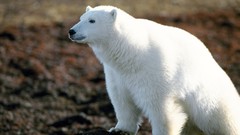Animals wildlife Polar Bears