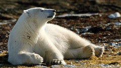 Animals wildlife Polar Bears