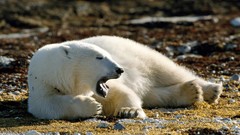 Animals wildlife Polar Bears