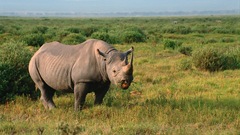 Animals wildlife rhinoceros