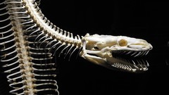 Animals wildlife snakes skeletons