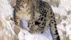 Animals wildlife snow leopards