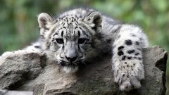 Animals wildlife snow leopards