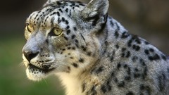 Animals wildlife snow leopards