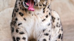 Animals wildlife snow leopards feline