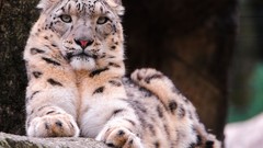 Animals wildlife snow leopards feline