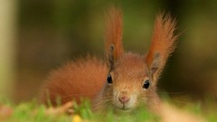 Animals wildlife squirrels