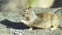 Animals wildlife squirrels