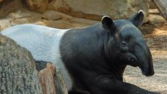 Animals wildlife tapirs