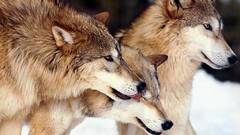 Animals wildlife Wolves