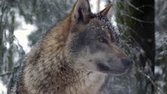 Animals wildlife Wolves