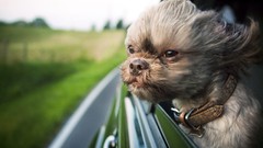 Animals wind Dogs funny shihtzu