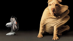 Animals wind Dogs Photo