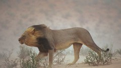 Animals wind national geographic