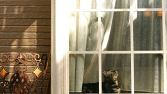 Animals windows Dogs