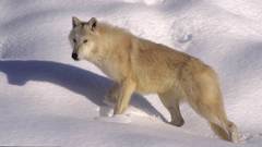Animals wolf